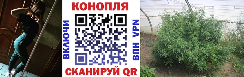 где купить   Лосино-Петровский  Канабис SATIVA & INDICA 